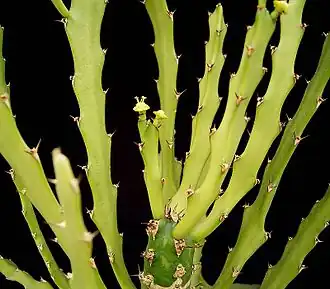 Description de l'image Euphorbia epiphylloides2 ies.jpg.