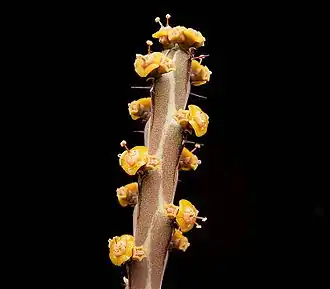 Euphorbia sebsebei&nbsp;(sv).