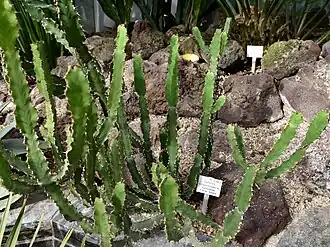 Description de l'image Euphorbiaceae Euphorbia tetracanthoides 1.jpg.