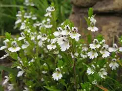 Euphrasia insignis (Japon).