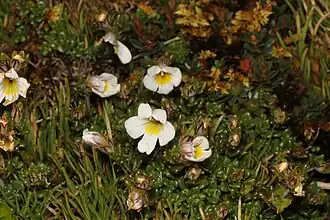 Euphrasia revoluta (Nouvelle-Zélande).