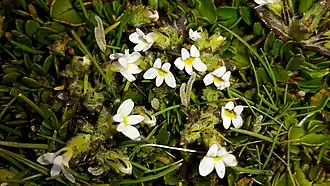 Euphrasia zelandica (Nouvelle-Zélande)
