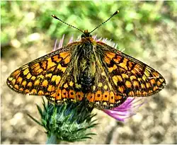 Damier de la Succise