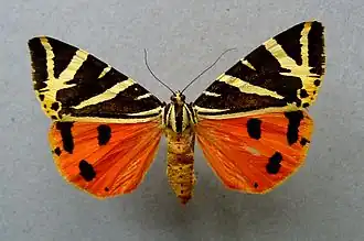 Écaille chinée(Euplagia quadripunctaria)