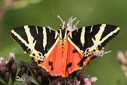 l'Écaille chinée ou Callimorphe (Euplagia quadripunctaria).