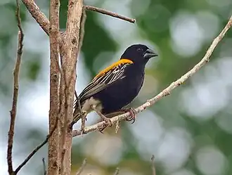 Description de l'image Euplectes aureus cropped.jpg.