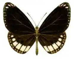 Euploea alcathoe