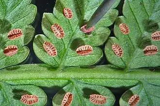 Description de l'image Eupodium laeve (Sm.) Murdock.jpg.