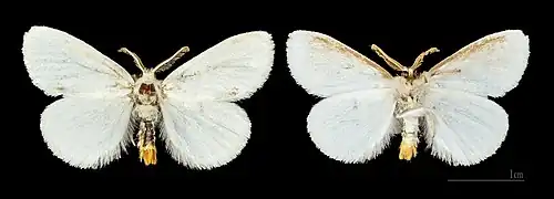 ♂ Les Mathes - (coll.MHNT)