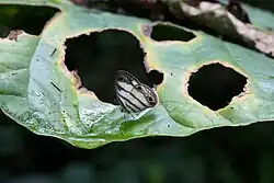 Description de l'image Euptychia jesia (Nymphalidae- Satyrinae- Satyrini- Euptychiina) (30270877000).jpg.