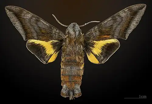 Eupyrrhoglossum corvus