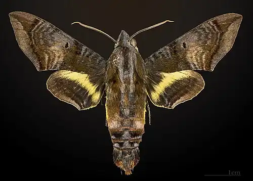 Eupyrrhoglossum venustum