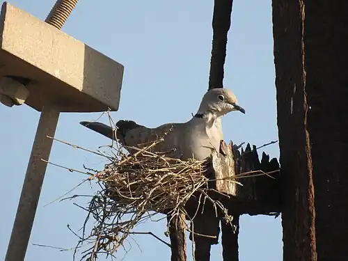 Nid en soucoupe de Tourterelle turque (Streptopelia decaocto).