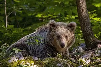 Ursus arctos arctos vers Stari Kot&nbsp;(sl), en Slovénie. Juin 2022.
