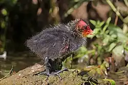 Un petit oiseau qu'on croirait poilu tout gris avec une tête rouge insolente.