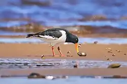 Photographie d'un Huîtrier pie adulte, sur une plage, penché vers un bivalve qu'il touche avec son bec.