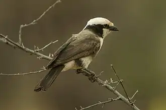 Eurocephalus ruppelli