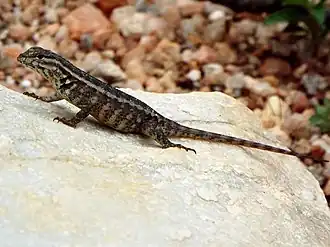 Description de cette image, également commentée ci-après