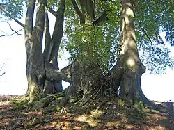 Fusion (anastomose) de trois hêtres via leur tronc (Ster, Belgique).