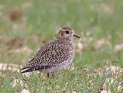 Photographie d'un Pluvier doré.