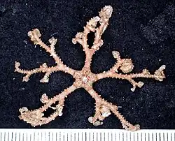 Spécimen juvénile.