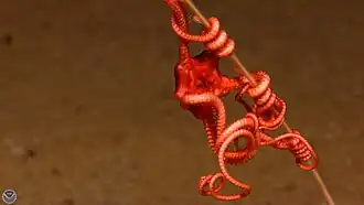 Une Euryalida abyssale aux bras simples.