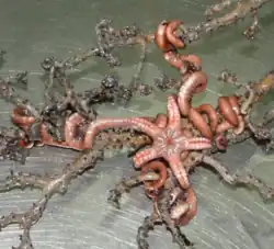 Asteroschema inornatum