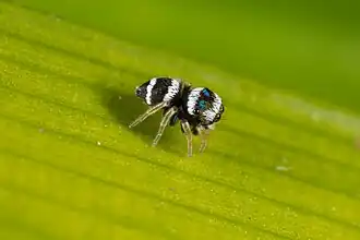 Description de cette image, également commentée ci-après