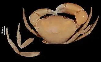 Eurycarcinus natalensis