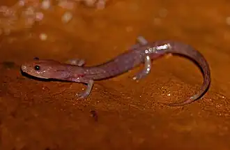 Description de l'image Eurycea spelaea, Izard County, Arkansas, by Peter Paplanus.jpg.