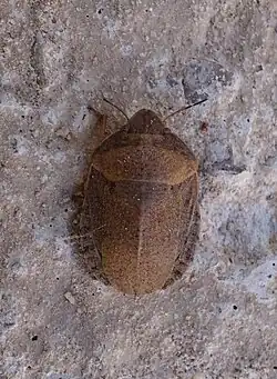 Eurygaster austriaca.