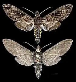 Euryglottis albostigmata.