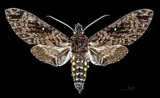 Description de cette image, également commentée ci-après