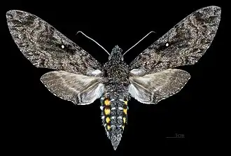 Face dorsale de la femelle (coll.MHNT)