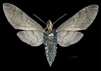 Revers de la femelle (coll.MHNT)