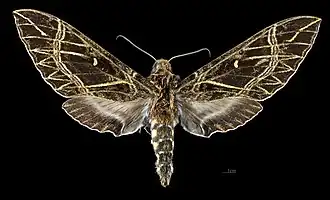 Avers de la femelle(coll.MHNT)