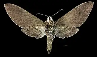 revers de la femelle(coll.MHNT)