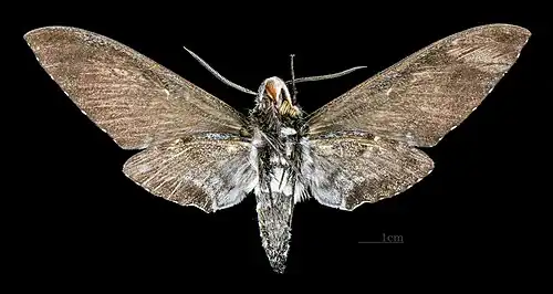 Euryglottis dognini femelle, revers (coll.MHNT)