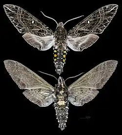 Euryglottis guttiventris.