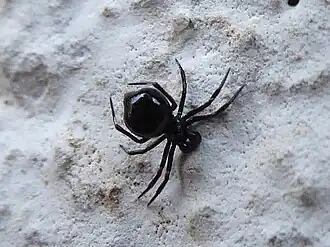 Description de l'image Euryopis episinoides.jpg.