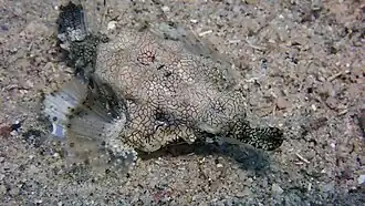 Pégase de la Passe en S, Mayotte