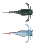Eurypterus sp. (Eurypteridae), vue dorsale et ventrale