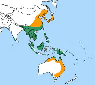 Eurystomus orientalis