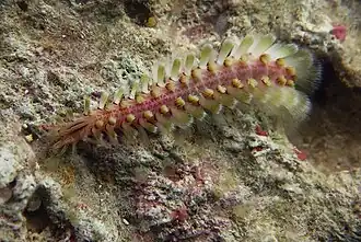 Un ver de feu du genre Notopygos