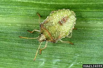 Euschistus quadrator