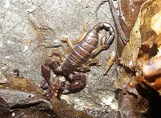 Description de l'image Euscorpius carpathicus eating.jpg.