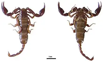 Euscorpius lycius