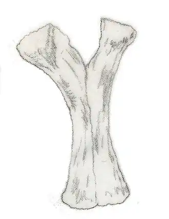 Description de l'image Euskelosaurus africanus ischia.jpg.