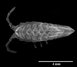 Eusymmerus antennatus