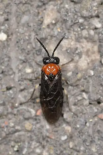 Description de cette image, également commentée ci-après